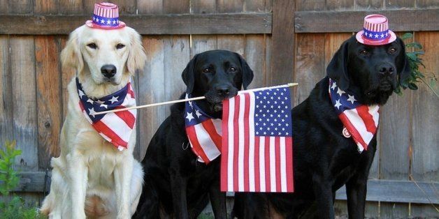 2019 July 4th Dogs