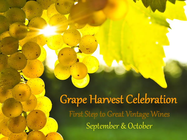 grape harvest n