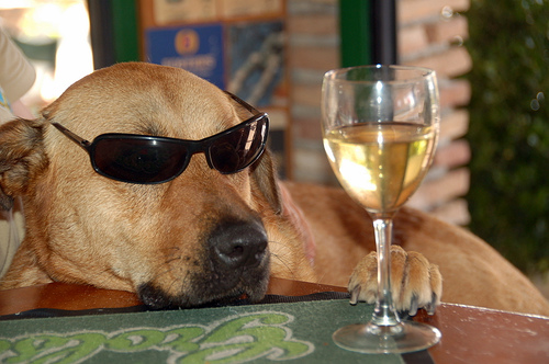 sunglass dog wine