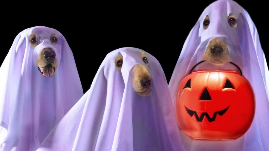 halloween-dog-ghost-jack-o-lantern-comic